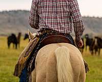 western-riding-quarter-horse