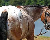 athletic-poa-horse