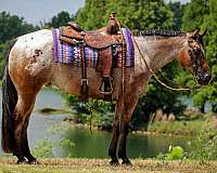 beginner-poa-horse