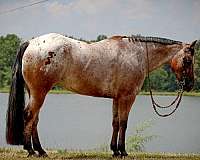 equitation-poa-horse