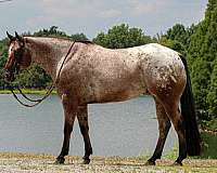 flashy-poa-horse