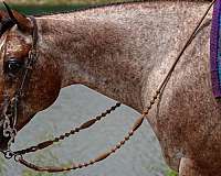 jumping-poa-horse