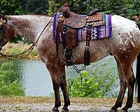 kid-safe-poa-horse