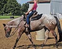 performance-poa-horse