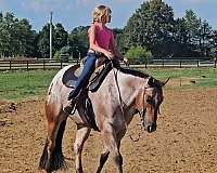 ranch-poa-horse