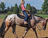 ranch-versatility-poa-horse