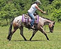 ranch-work-poa-horse