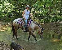 ridden-english-poa-horse