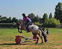 ridden-western-poa-horse
