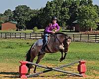 roping-poa-horse