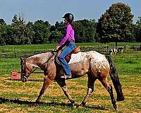 show-poa-horse
