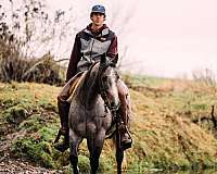 calf-roping-quarter-horse
