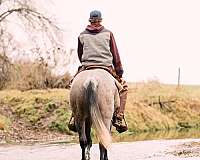 flashy-quarter-horse