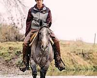 husband-safe-quarter-horse