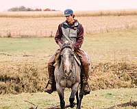 performance-quarter-horse