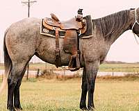 ranch-quarter-horse