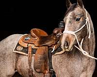 ranch-versatility-quarter-horse