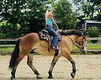 athletic-belgian-horse