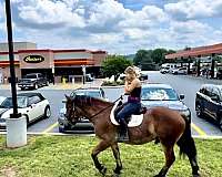 beginner-belgian-horse