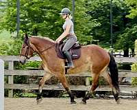 cross-belgian-horse