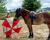 draft-belgian-horse