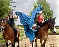 dressage-belgian-horse