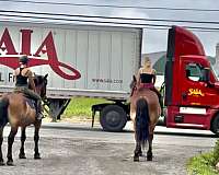 driving-belgian-horse