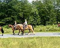 flashy-belgian-horse
