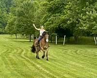 jumping-belgian-horse