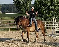 kid-safe-belgian-horse