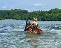 lesson-belgian-horse