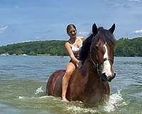 parade-belgian-horse