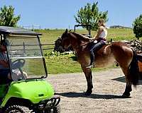 ridden-english-belgian-horse