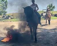 ridden-western-belgian-horse