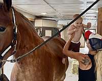 show-belgian-horse