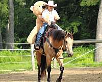 athletic-quarter-horse
