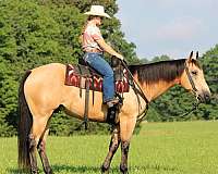 beginner-quarter-horse