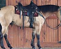 calf-roping-quarter-horse