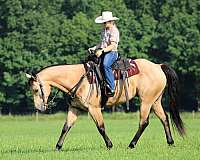 flashy-quarter-horse
