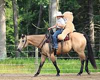 husband-safe-quarter-horse