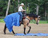 kid-safe-quarter-horse