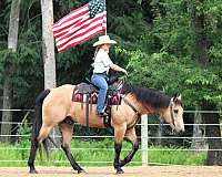 performance-quarter-horse