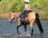 ranch-quarter-horse