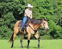 ranch-versatility-quarter-horse