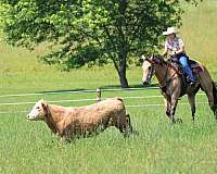ranch-work-quarter-horse