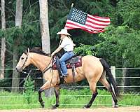 ridden-english-quarter-horse