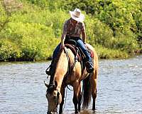 ridden-western-quarter-horse
