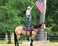 show-quarter-horse