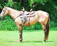 all-around-quarter-horse