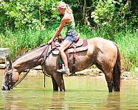 athletic-quarter-horse